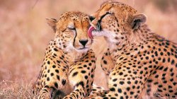 The cheetah love