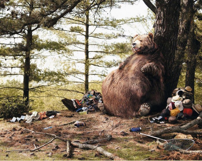 The big bear had lunch