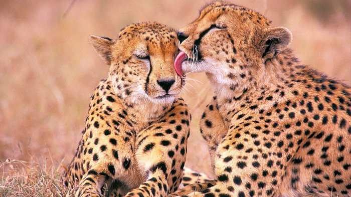 Two Cheetahs Loving Each Other