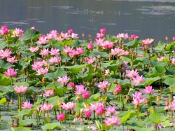Thickets of lotus flowers