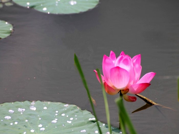 The lonely Lotus on the water