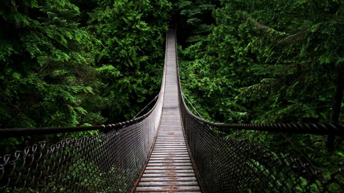Пешеходный мост в джунгли